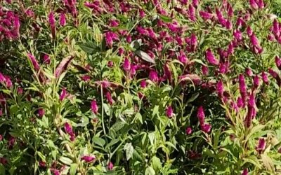 A Garden Lover’s Paradise: Hampton Park, Charleston