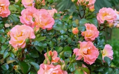 Budget-Friendly Garden Design: Creating a Beautiful Oasis on a Shoestring