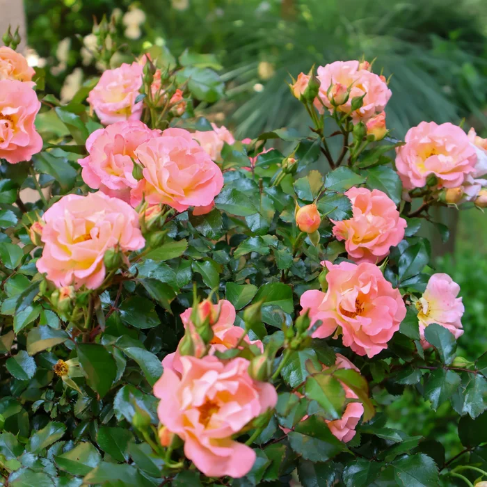 4a5135cc07fd2c4d_5198-w700-h700-b2-p0–