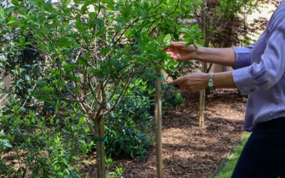 Garden Maintenance Schedule: Keeping Your Garden Beautiful, Healthy & Thriving